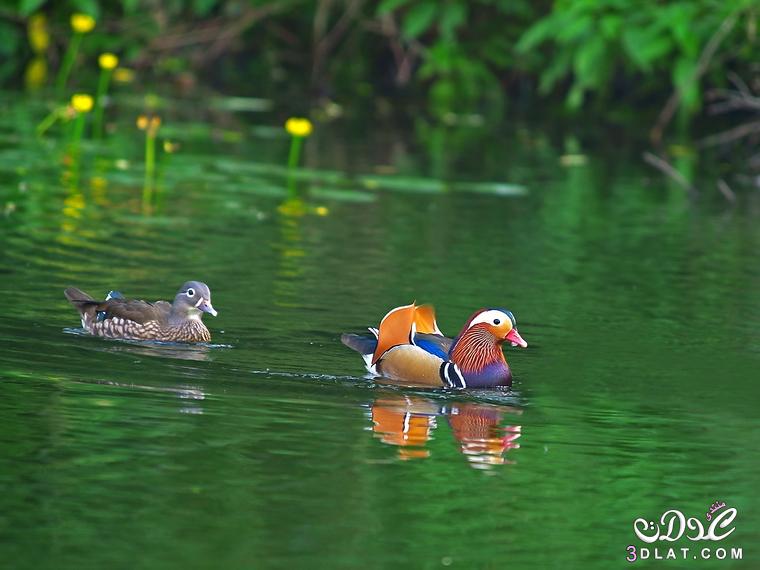 اجمل بطه في العالم, البطة حقيقية وتعرف باسم (Mandarin Duck)
