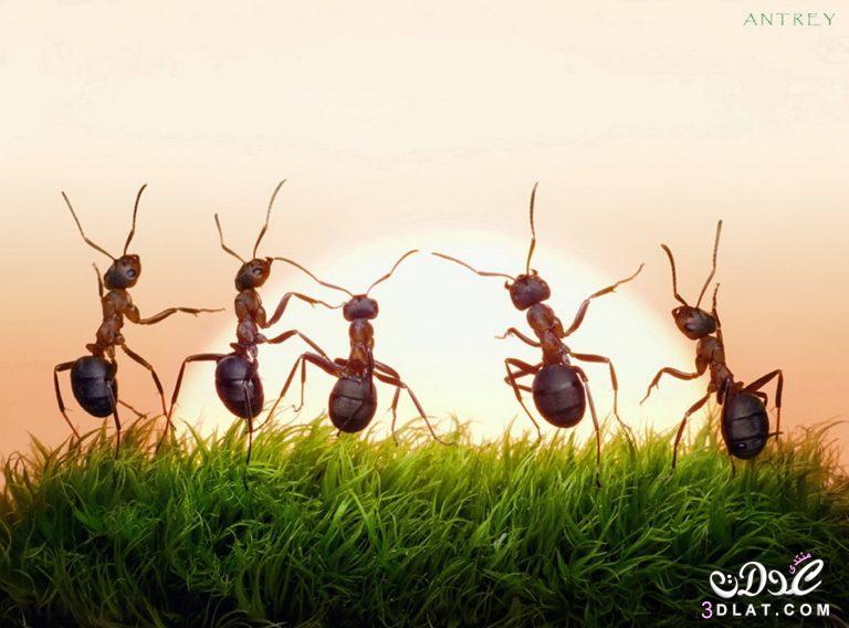 التخلص من النمل بـ 11 طريقة سهلة و مجربة