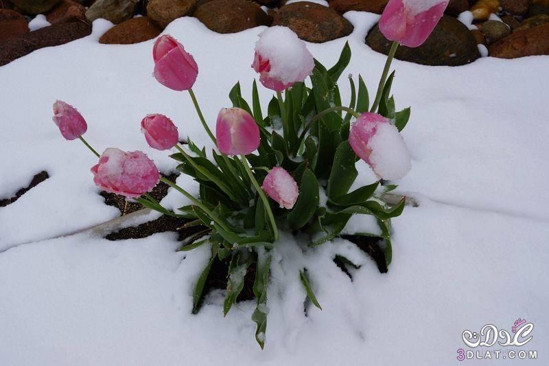 ورود الثلوج 2024 أجمل الورود ورود مغطاه بالثلوج 2024
