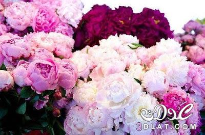 صور زهور رومانسية للعشاق - اروع خلفيات ورود - صور زهور جذابة ملونة - خلفيات زهور لسطح المكتب - رمزيات زهور طبيعية لعيد الحب