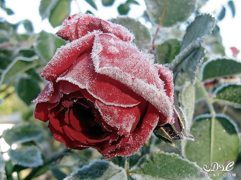 ورود الثلوج 2024 أجمل الورود ورود مغطاه بالثلوج 2024