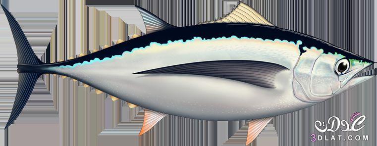 سمك الباكور,صور ومعلومات عن سمك الباكور