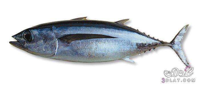 سمك الباكور,صور ومعلومات عن سمك الباكور