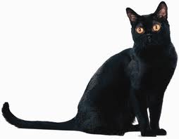 تفسير رؤية القطة فى المنام ابن سيرين ، معنى و دلالات القطط السوداء فى الحلم