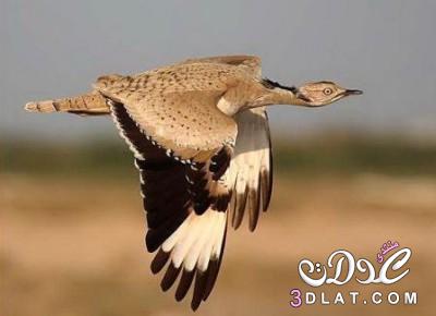 الإمارات تعلن عن رقم قياسي جديد في إنتاج طيور الحبارى للحفاظ على سلالتها