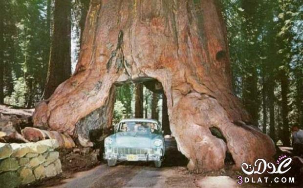 أكبر شجرة في العالم  شجرة السكوية العملاقة , حقائق حول اكبر شجرة في العالم