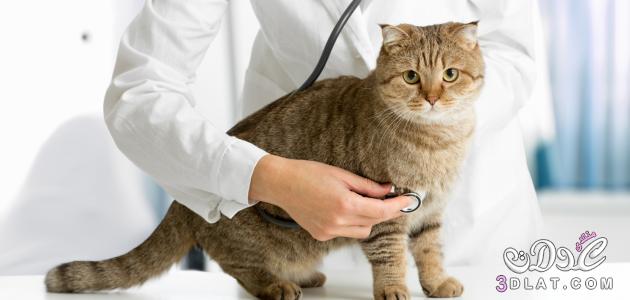 علاقه العقم بالقطط، اعراض مرض القطط، كيف ينتقل داء القطط