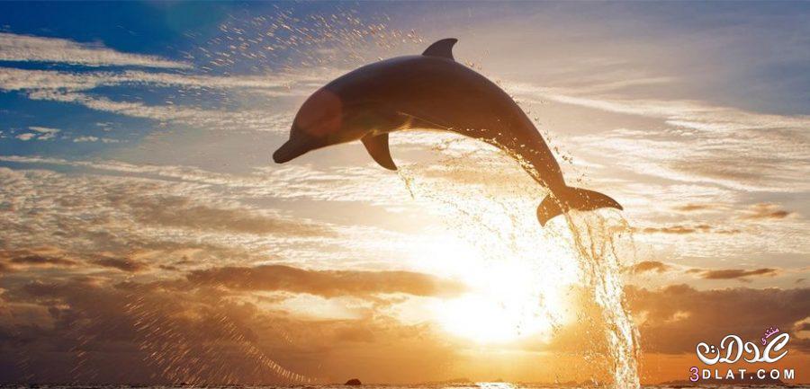 الدلفين الأبيض الصيني  Chinese white dolphin