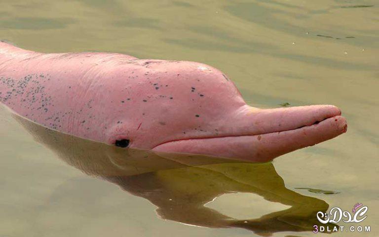 الدلفين الأبيض الصيني  Chinese white dolphin