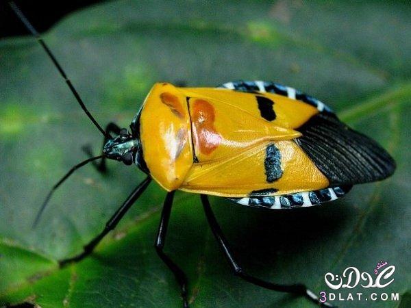 غرائب وعجائب عالم الحشرات , صور حشرات غريبة , صور حشرات عجيبة