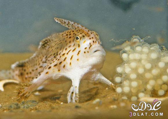 غرائب تحت الماء : سمك يمشي في الأعماق !!