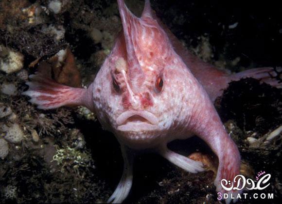 غرائب تحت الماء : سمك يمشي في الأعماق !!