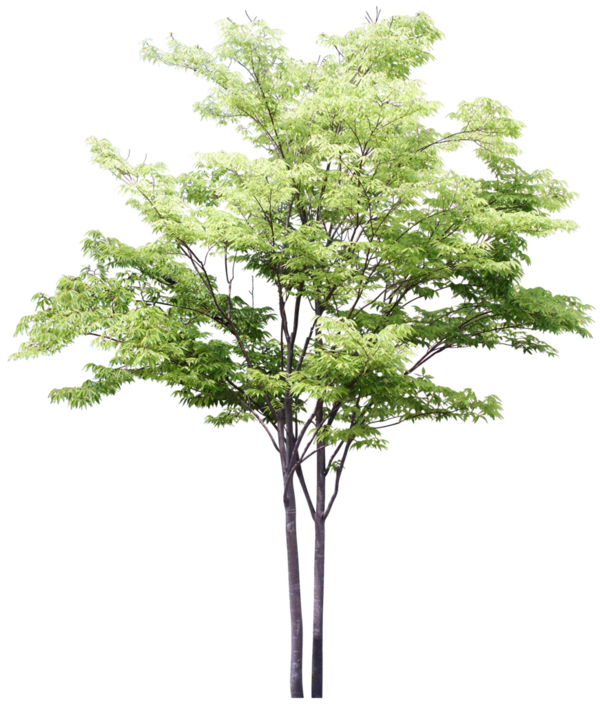 سكرابز شجر ونباتات للتصميم جديد سكرابز اشجار بدون تحميل حياه الروح 5