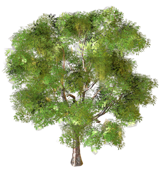 سكرابز شجر ونباتات للتصميم جديد سكرابز اشجار بدون تحميل حياه الروح 5