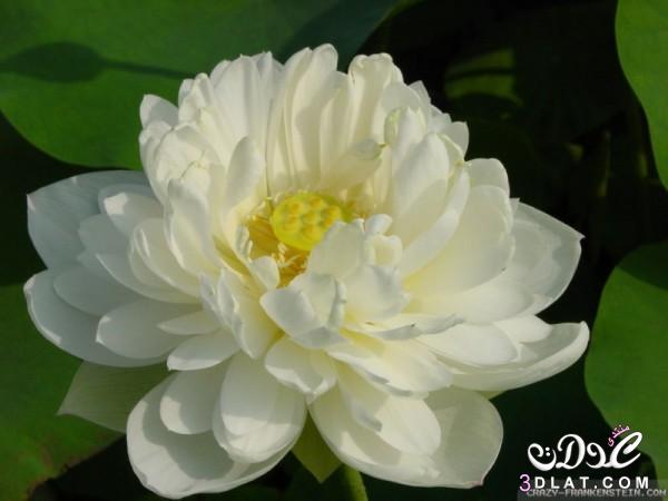 زهرة اللوتس الفرعونية, معلومات عن زهرة اللوتس الفرعونية,العناية بزهرة اللوتس