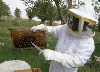 تربية النحل معلومات عن تربيةالنحل
