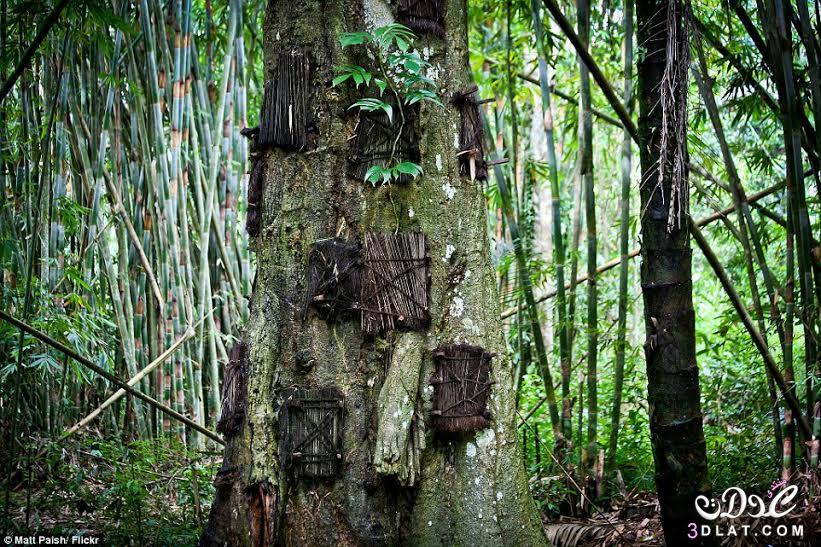 قرية إندونيسية تُحَوّل جذوع الأشجار إلى مقابر للرضع
