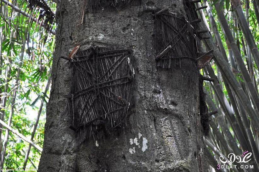 قرية إندونيسية تُحَوّل جذوع الأشجار إلى مقابر للرضع