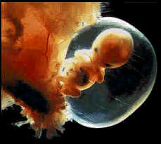 مراحل نمو الجنين بالصور ملف كامل عن الحمل