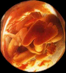 مراحل نمو الجنين بالصور ملف كامل عن الحمل