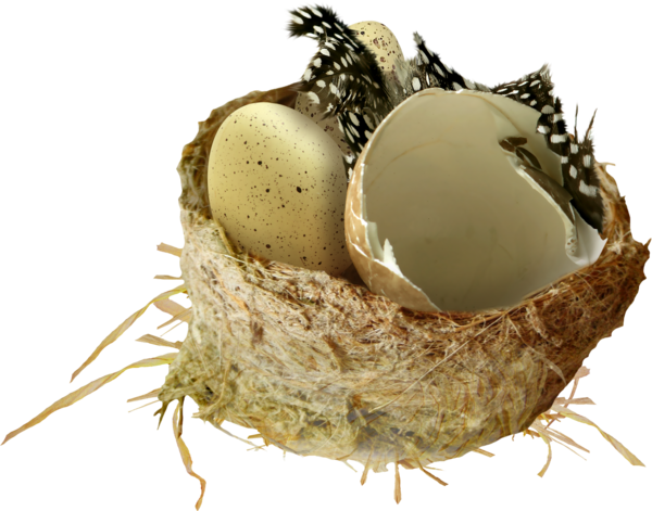 سكرابز بيض طيور ، سكرابز اعشاش طيور للتصميم للفوتوشوب ، صور اعشاش وبيض طيور