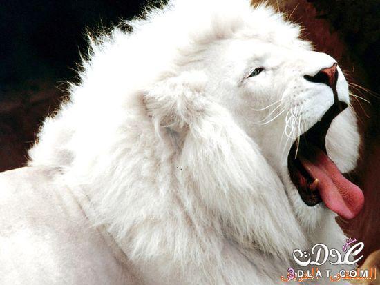 الأسد الأبيض، من أندر الحيوانات الموجودة على سطح الأرض