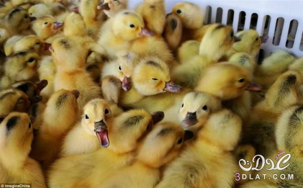 صينيون يقتلون الاف من البط والدجاج الذكور احياء لعدم قدرتهم علي انتاج البيض