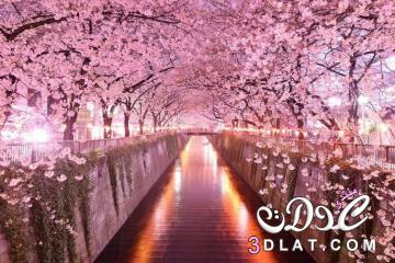 صور تخطف الأبصار من موسم تفتّح أزهار الكرز في اليابان , أجمل صور أزهار الكرز حول العالم , تعرفي علي سر جمال شوارع اليابان