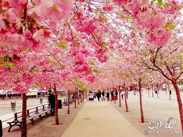 صور تخطف الأبصار من موسم تفتّح أزهار الكرز في اليابان , أجمل صور أزهار الكرز حول العالم , تعرفي علي سر جمال شوارع اليابان