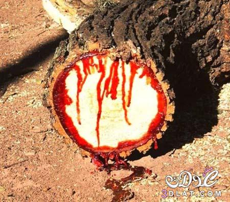بالصور الشجرة التي تنزف دما عند قطعها ، شجرة الدماء