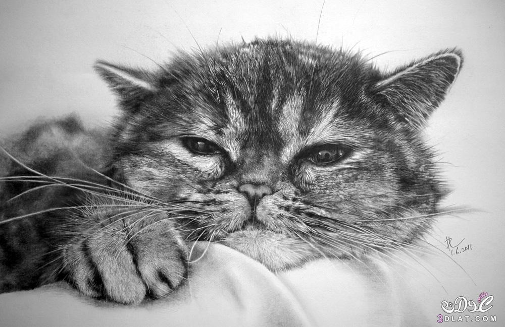 صور قطط مرسومة بالرصاص2024 فن الرسم بالفحم 2024 صور مرسومة للقطط