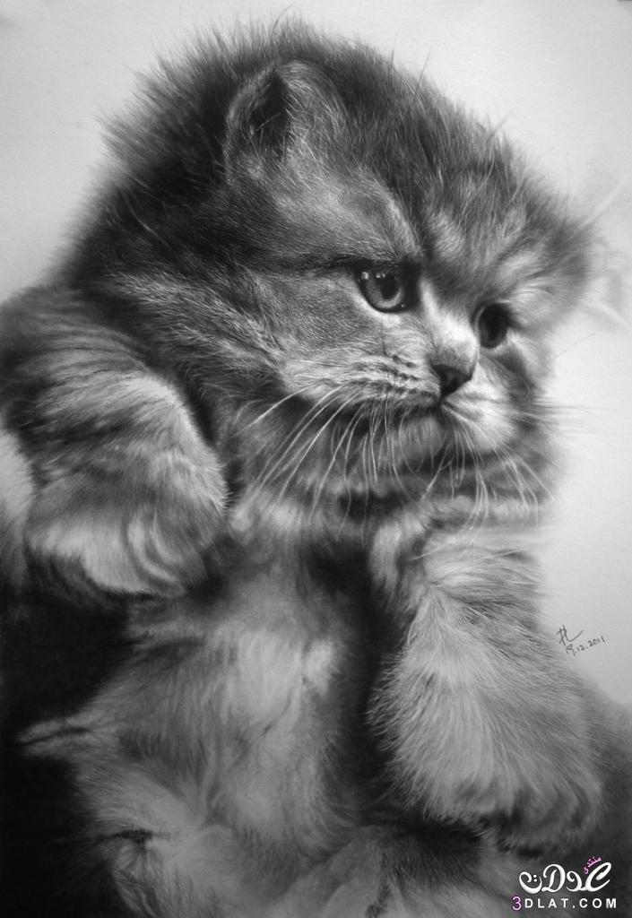 صور قطط مرسومة بالرصاص2024 فن الرسم بالفحم 2024 صور مرسومة للقطط