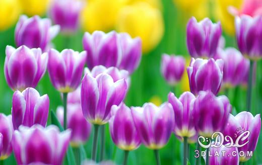 زهور الربيع الرائعه 2024,اجمل ورد في ربيع2024,زهور رائعه وجميله لربيع2024