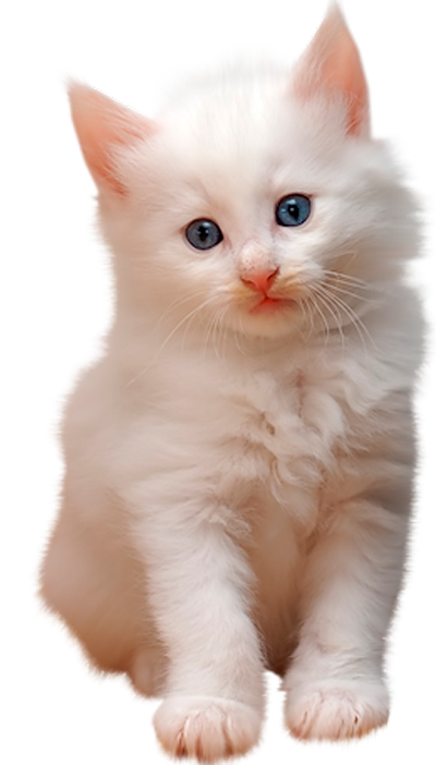 صور قطط لطيفه للتصميم ، سكرابز قطط كيوت