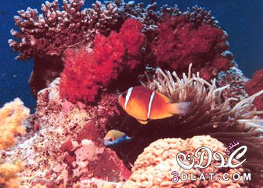 الشعاب المرجانية.بحث كامل عن الشعاب المرجانية وانواعها