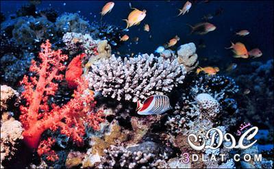الشعاب المرجانية.بحث كامل عن الشعاب المرجانية وانواعها