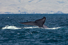 الحوت الازرق.معلومات مهمة عن الحوت الازرق