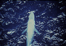 الحوت الازرق.معلومات مهمة عن الحوت الازرق