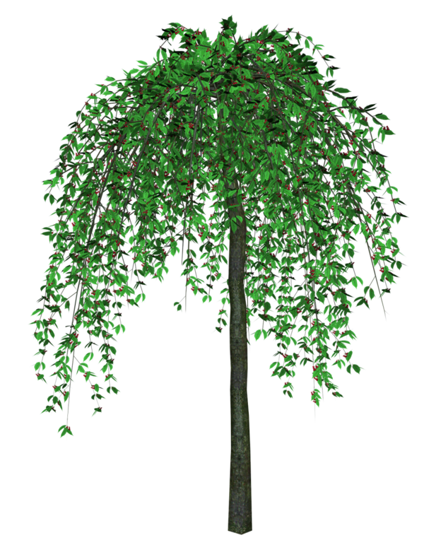 صور اشجار ونباتات للتصميم للفوتوشوب ، للمشاريع العلميه والابحاث سكرابز اشجار للتصميم