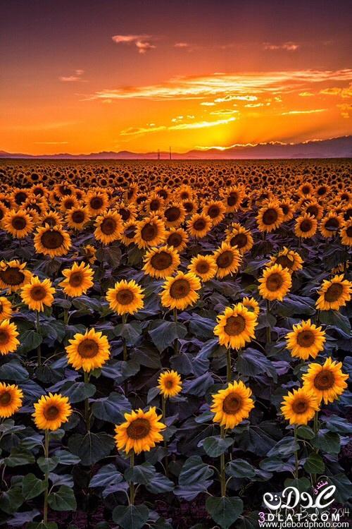 اكبر مجموعة صور زهرة عباد الشمس 2024, صور وردة عباد الشمس روعة 2024,Photos flower sunflower