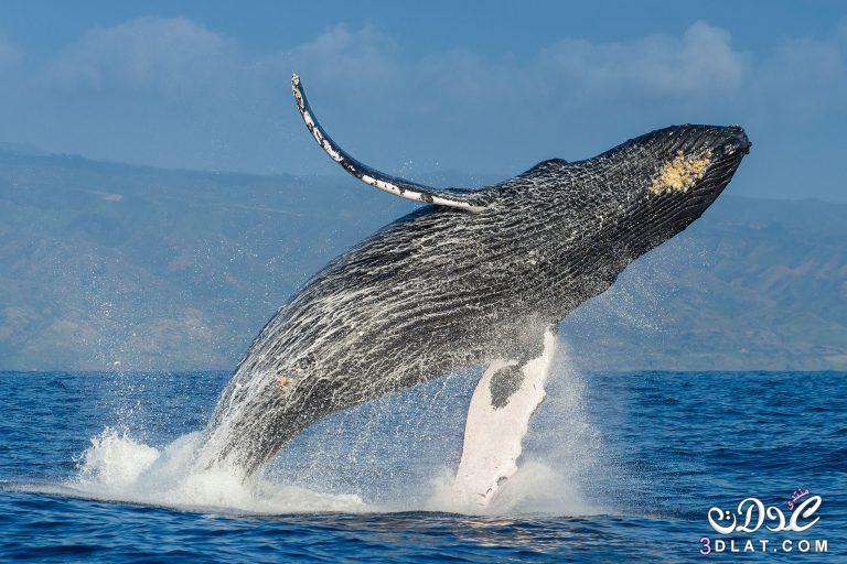 الحيوان المائي الذي له رئتان, أنواع الحيتان, سلوك تتميز به الحيتان,هل تهدد الحيتان حياة البشر,ما الذي يهدد حياة الحيتان