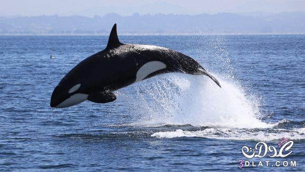 الحيوان المائي الذي له رئتان, أنواع الحيتان, سلوك تتميز به الحيتان,هل تهدد الحيتان حياة البشر,ما الذي يهدد حياة الحيتان
