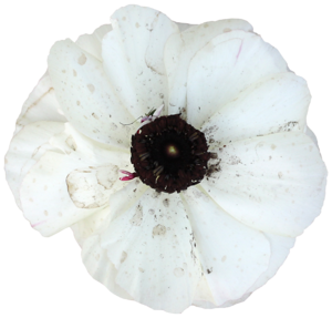 اجمل الزهرات البيضاء ماشاء الله ،ورود وزهور بيضاء  ما أروعها سبحان الخالق العظيم