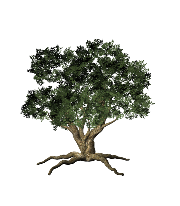 صور اشجار ونباتات للتصميم للفوتوشوب ، للمشاريع العلميه والابحاث سكرابز اشجار للتصميم