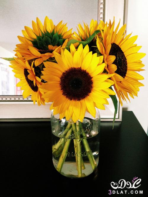 اكبر مجموعة صور زهرة عباد الشمس 2024, صور وردة عباد الشمس روعة 2024,Photos flower sunflower