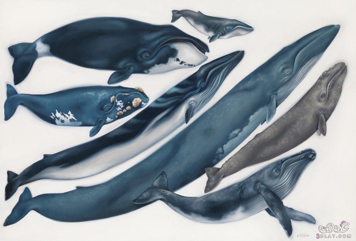 الحوت الباليني 2024 , بحث عن الحوت الباليني , معلومات عن الحوت الباليني