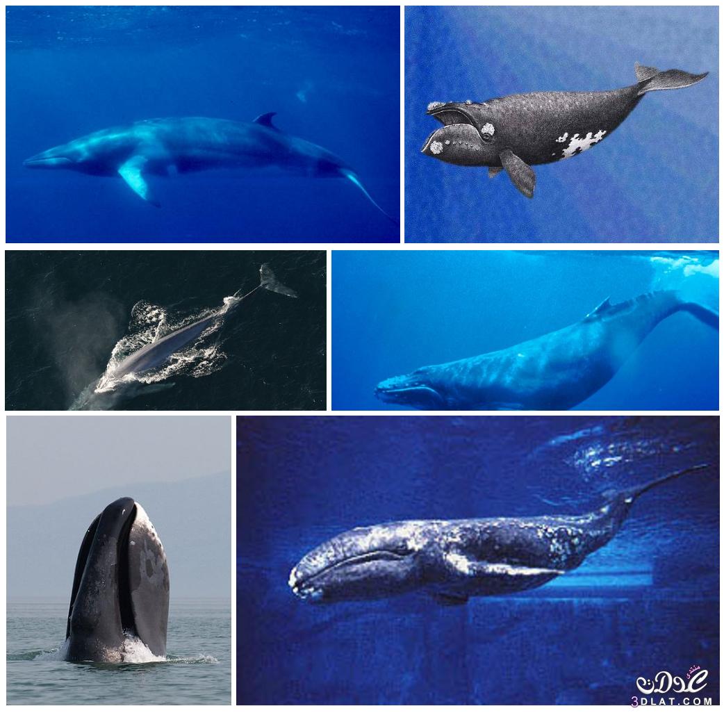 لماذا الحيتان ضخمة جدا,أضخم حوت في العالم,ما هي أنواع الحيتان,حوت أزرق,كيف