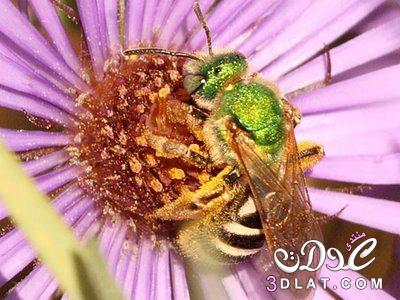 النحل الاخضر , النحل الاخضر بالصور , معلومات عن النحل الاخضر