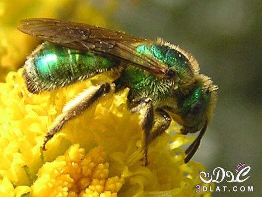 النحل الاخضر , النحل الاخضر بالصور , معلومات عن النحل الاخضر