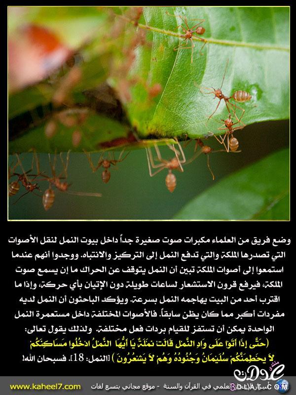 النمل يصدر ذبذبات صوتية